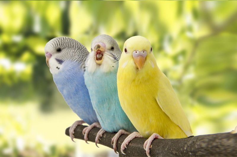 Budgerigar (Budgie): Colorful Chatterboxes