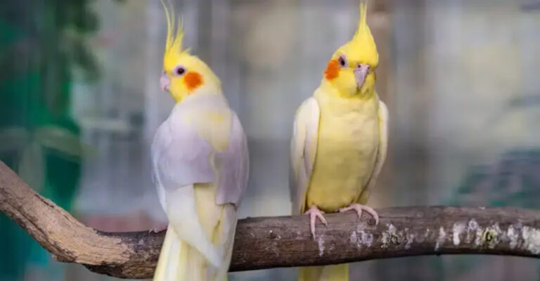 Best 10 Family-Friendly Birds To Keep As Pets In Southern California