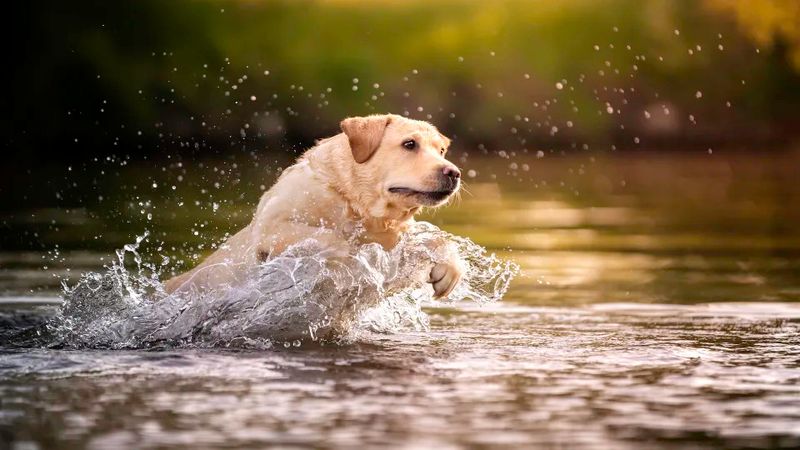 Labrador Retriever: The Friendly Swimming Buddy