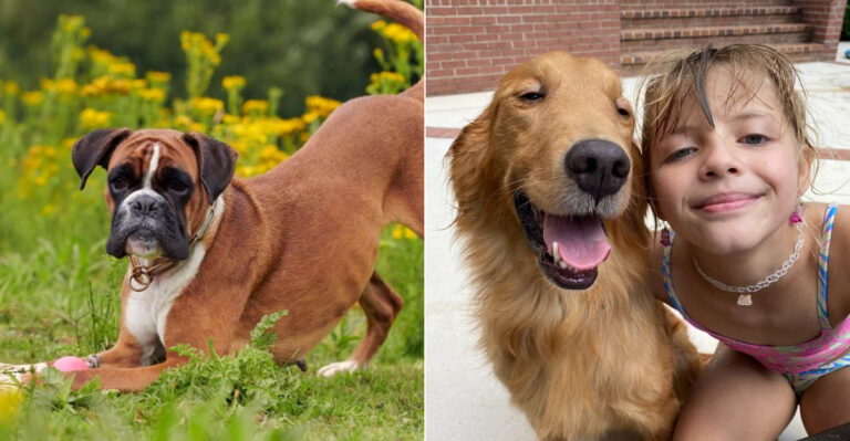 Best 7 Dog Breeds For Georgia Families With Kids