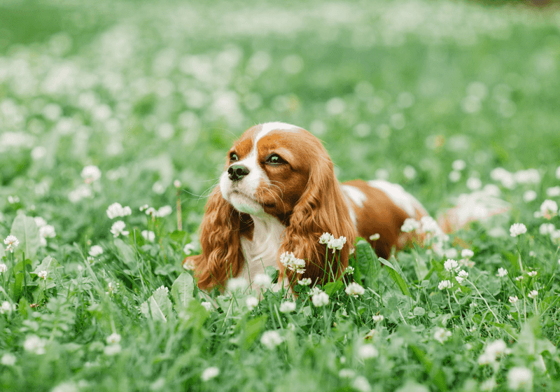 Cavalier King Charles Spaniel: Royal Quietude