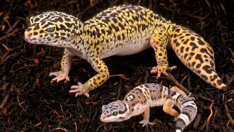 Leopard Geckos