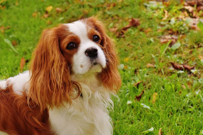 Cavalier King Charles Spaniel: Royal Companions with Budget-Friendly Care