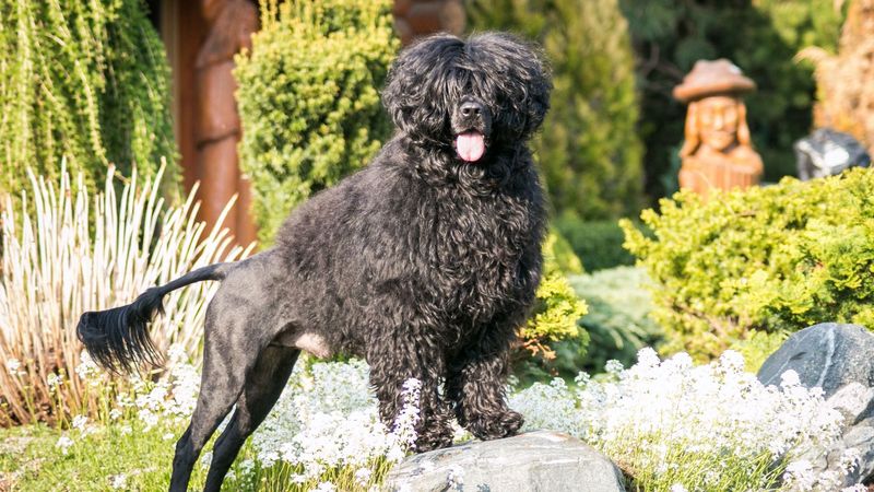 Portuguese Water Dog: Presidential Approval