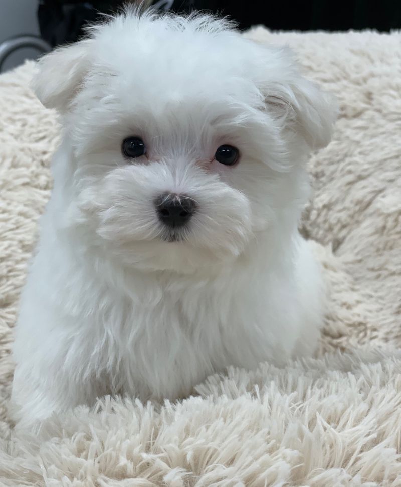 Maltese: The Elegant Studio Dweller