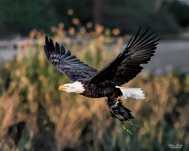 Lake Cachuma's Secret Eagle Sanctuary