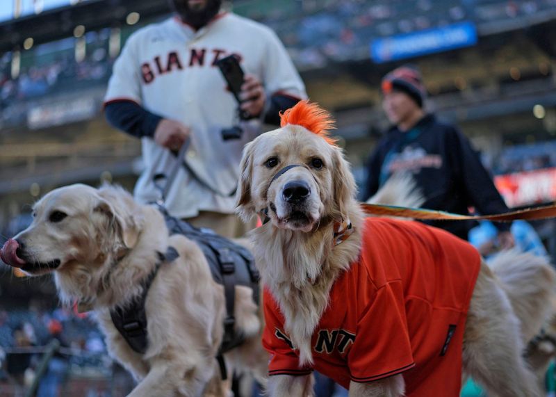 San Francisco Dog Days of Summer