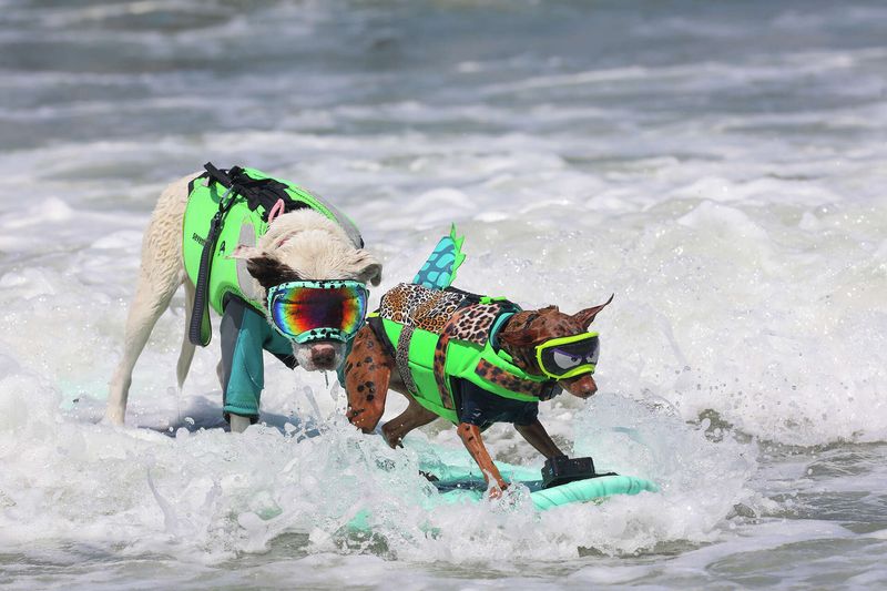 World Dog Surfing Championships – Pacifica, CA