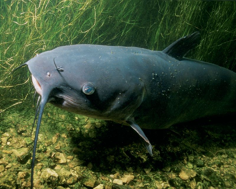 Blue Catfish: River Monsters of the Mississippi