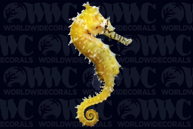 Barbour's Seahorse