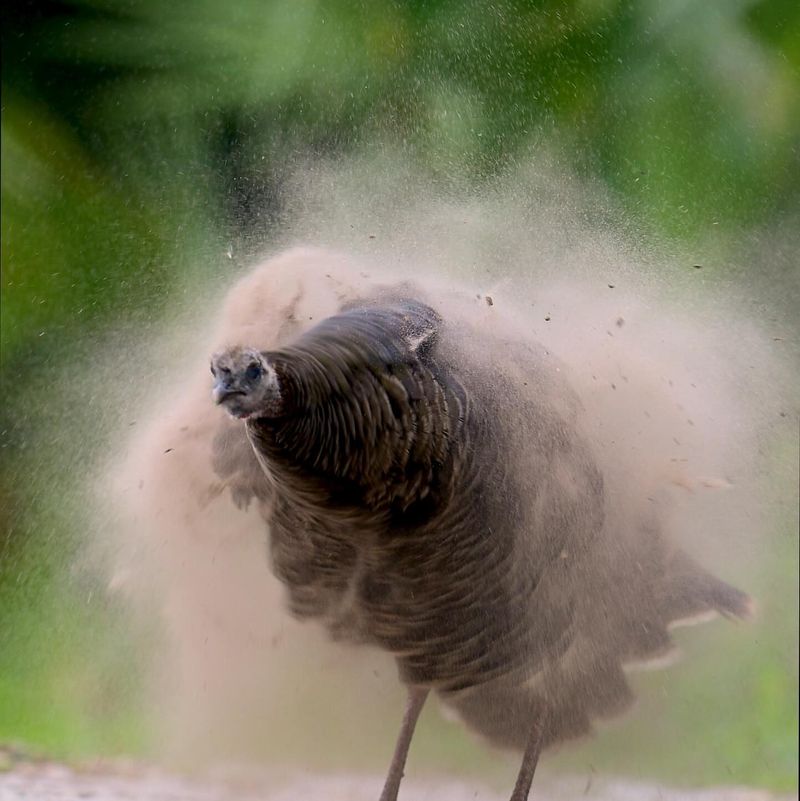 Wild Turkeys Host Mud Bath Socials