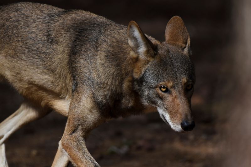 Red Wolves: Alligator River National Wildlife Refuge