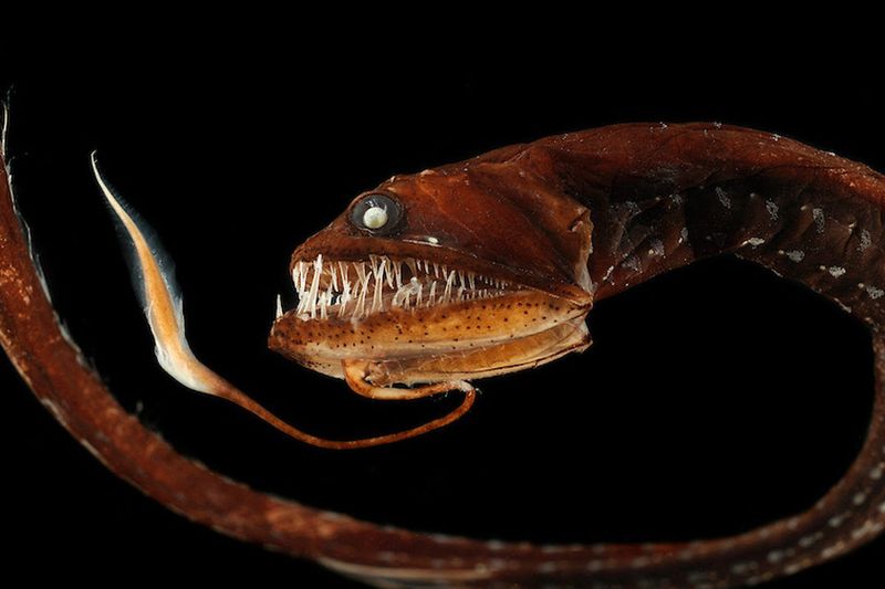 Dragonfish: Fearsome Faces With Glowing Fangs
