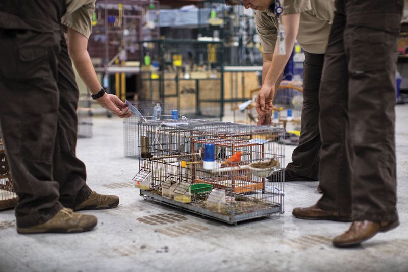 Black Market Bird Trade Penalties