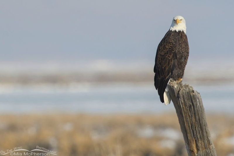 San Juan Islands Wildlife Refuge Boat Expedition