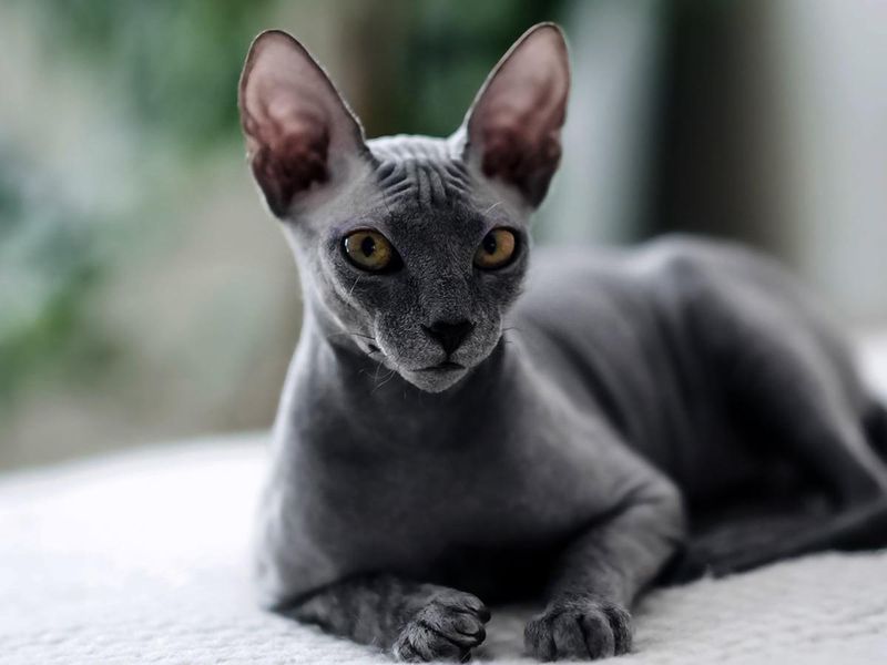 Sphynx: Hairless Heartbreakers