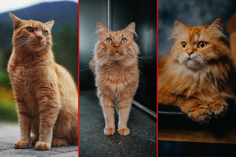 Exotic Shorthair: The Persian's Practical City Cousin