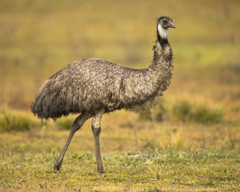 Emus: Flightless Birds With Prehistoric Flair