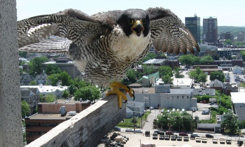 Peregrine Falcon: The Sky's Fastest Comeback Kid