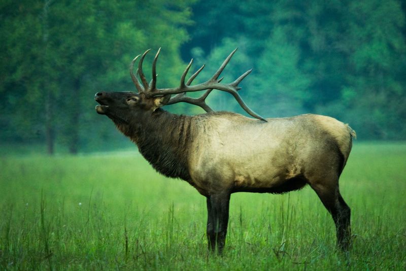 Elk: The Great Smoky Mountains National Park