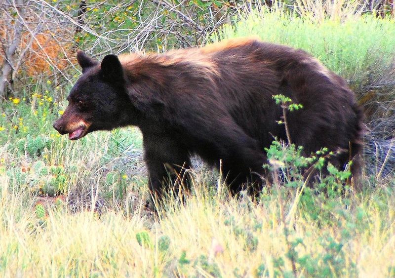 Curious American Black Bears