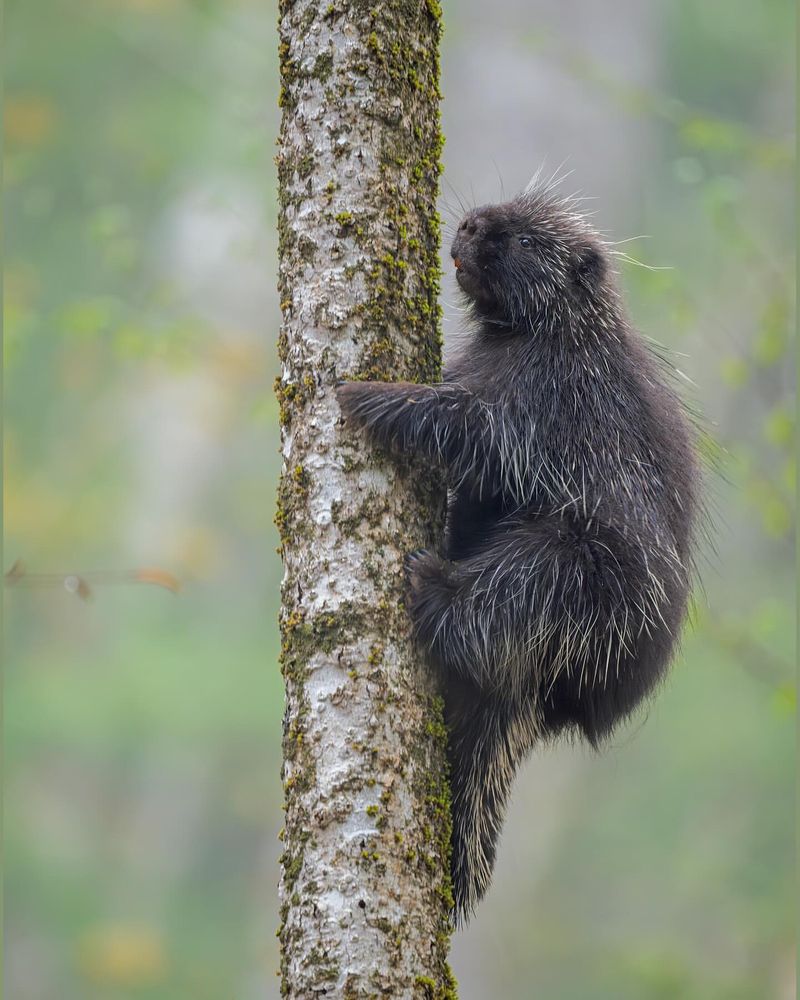 North American Porcupine