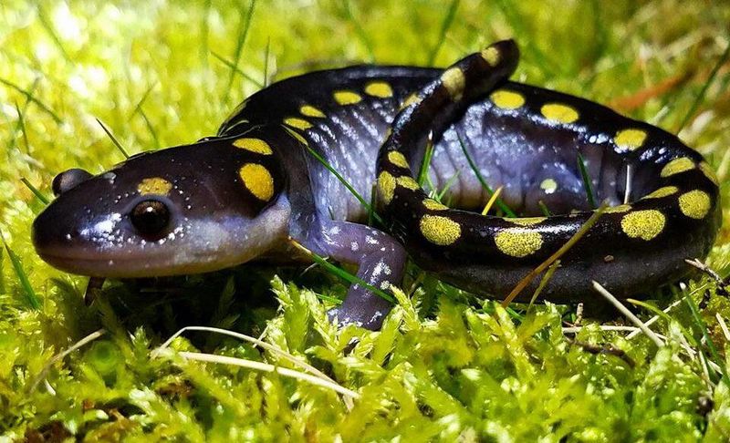 Spotted Salamander - Rainy Night Wanderers