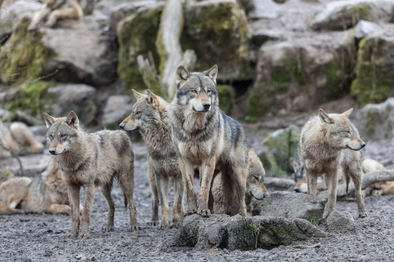 Gray Wolf: The Comeback Canine