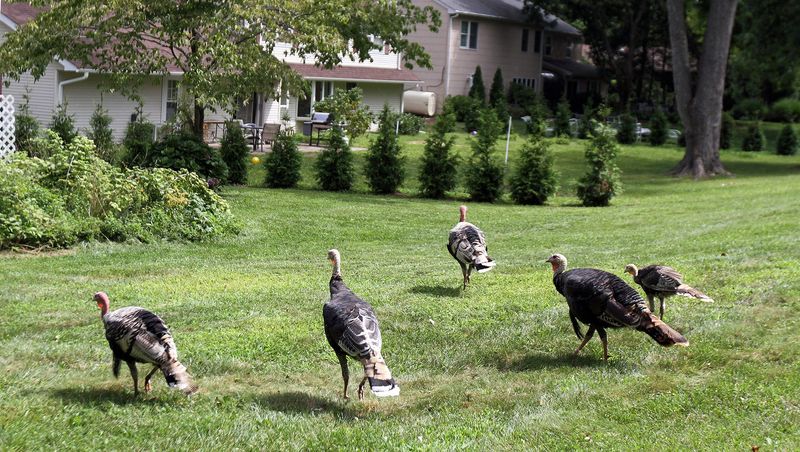 Wild Turkey: The Suburban Strutter