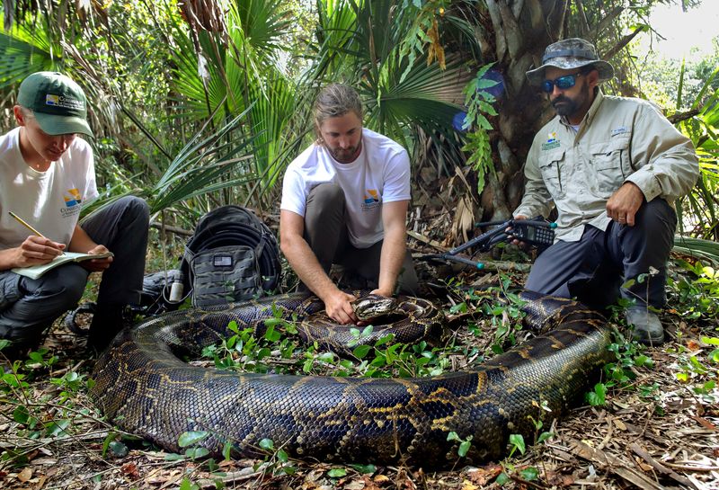 Burmese Python: The Everglades Invader