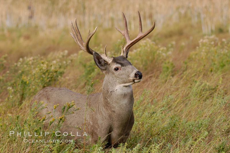 Mule Deer
