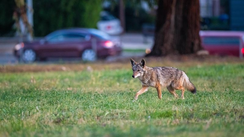 Coyotes