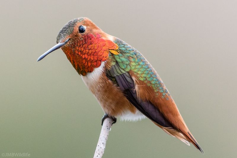 Allen's Hummingbird: The Rare Orange Flash