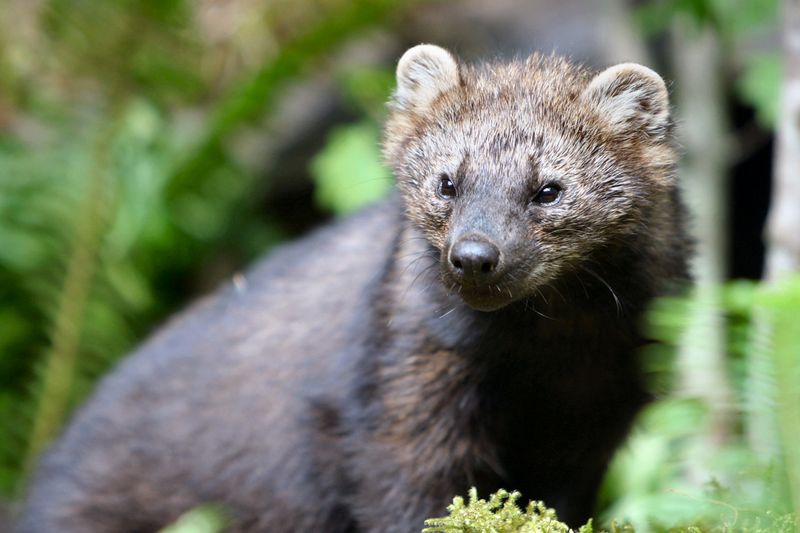 Pacific Fishers: Olympic National Park
