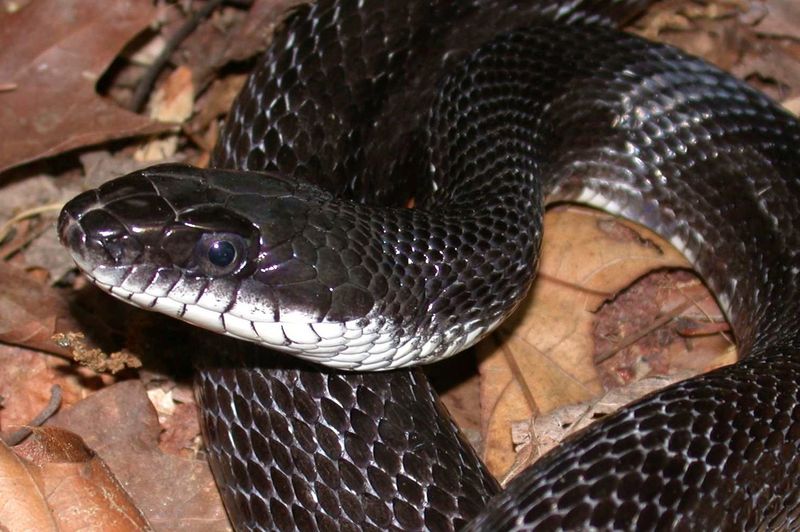 Black Rat Snake (Pantherophis alleghaniensis)