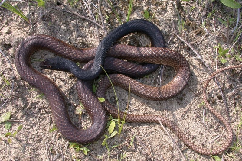 Eastern Coachwhip (Masticophis flagellum)