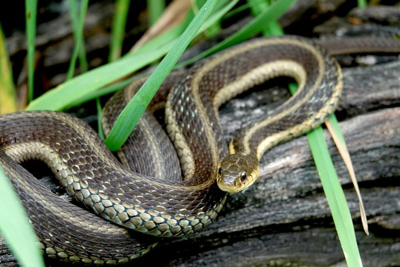 Common Garter Snake: Suburban Survivor