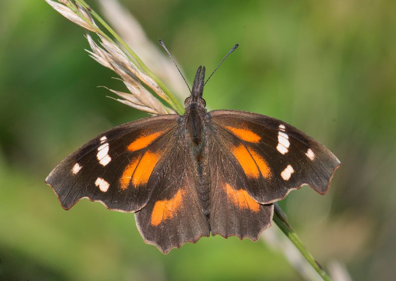 American Snout: The Peculiar Proboscis