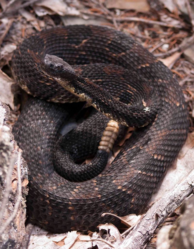 Timber Rattlesnake (Crotalus h. horridus)
