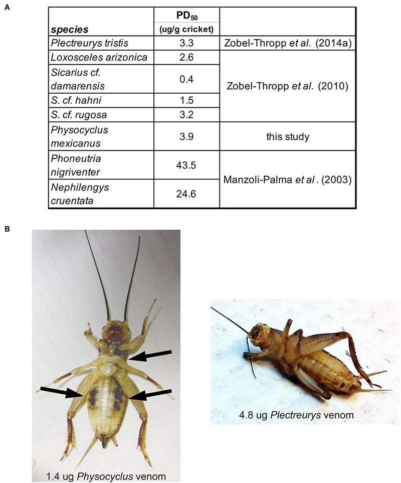 Plectreurys Tristis: The Six-Eyed Sand Spider