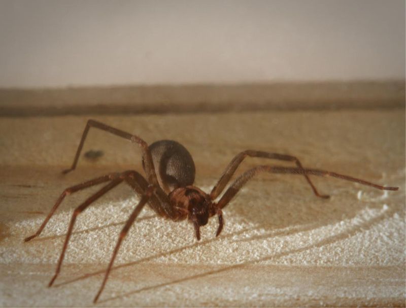 Brown Recluse Spider: The Six-Eyed Stalker