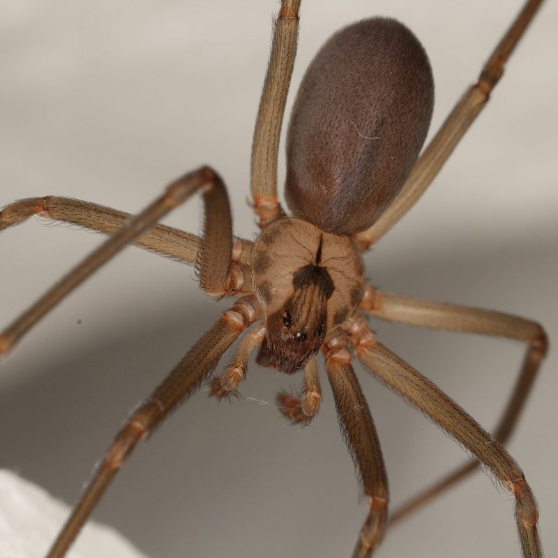 The Violin Spider