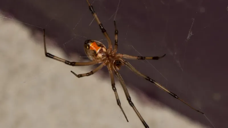Brown Widow Spider