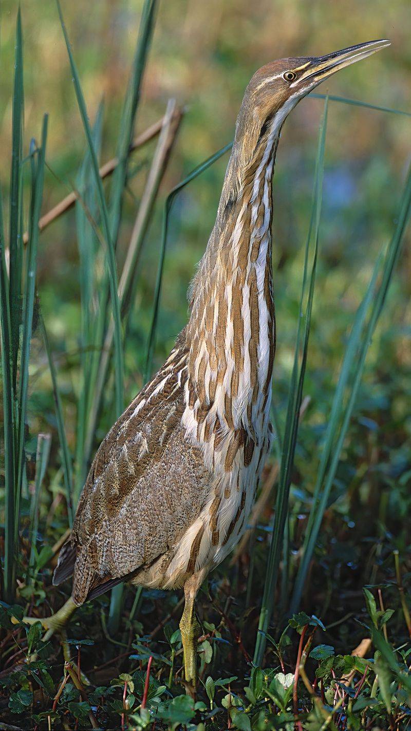 American Bittern - Marsh Phantom