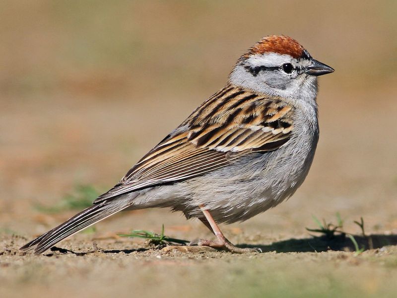 Chipping Sparrow – The Rusty-capped Gardener