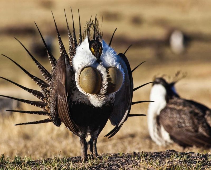 Gunnison Sage-Grouse