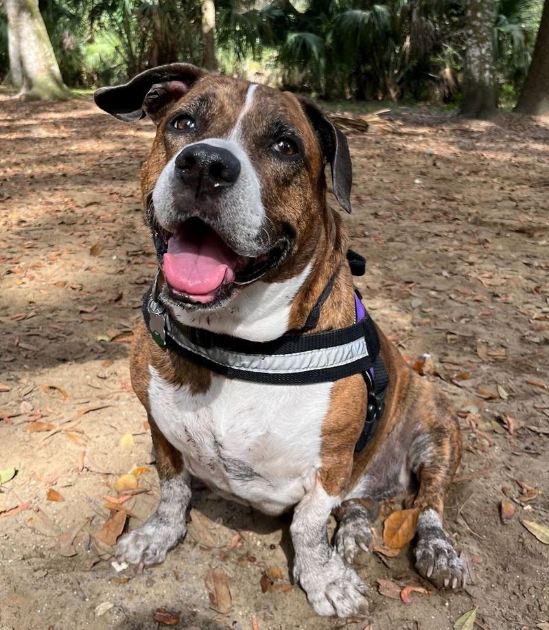 Gemini Springs Dog Park – DeBary