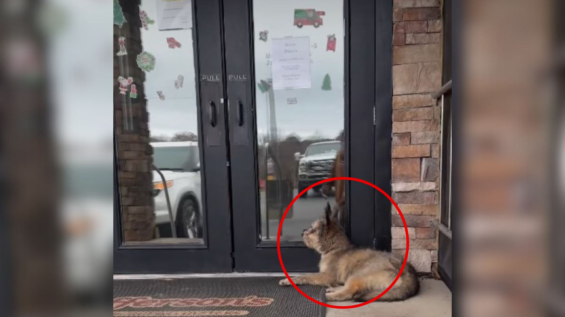 Blind Dog Waits Outside Georgia Diner, Hoping Someone Will Show Him Love