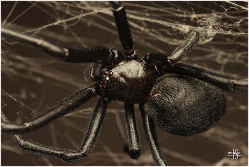 Venomous Black Widow Spiders