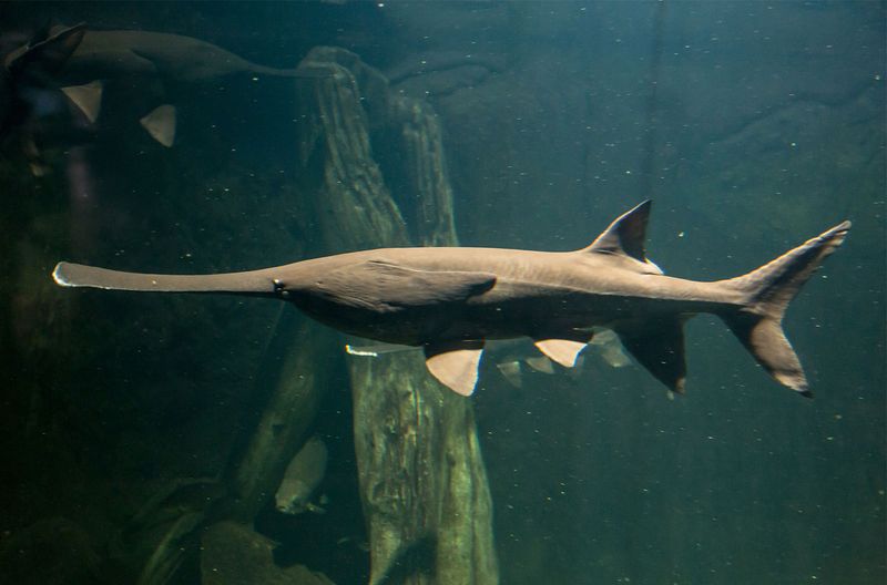 American Paddlefish: Prehistoric Filter-Feeders